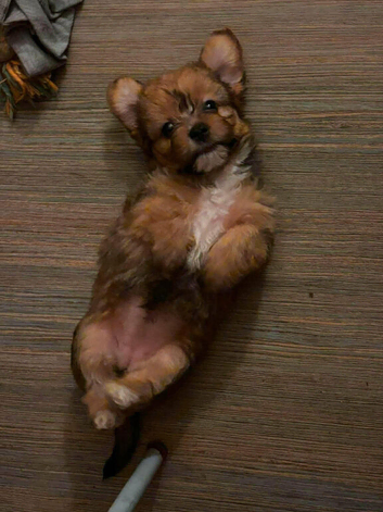 Beautiful multipoo/terrier puppies