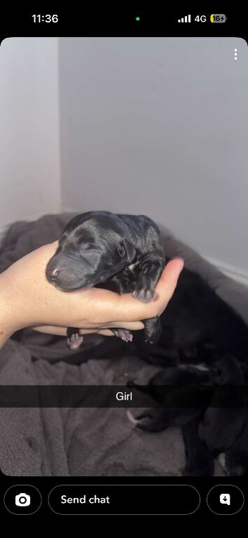 Collie x deerhound