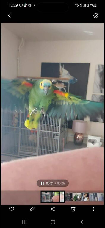 Blue front Amazon tame amazing girl
