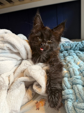 Tica registered Maine coons