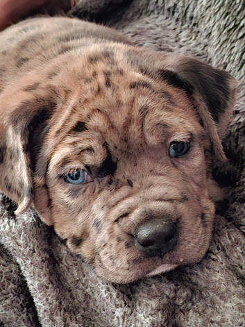 2 5 week old male merles