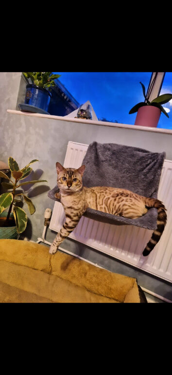 STUD. SNOW BENGAL