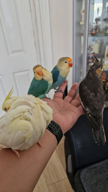Two beautiful paired lovebirds