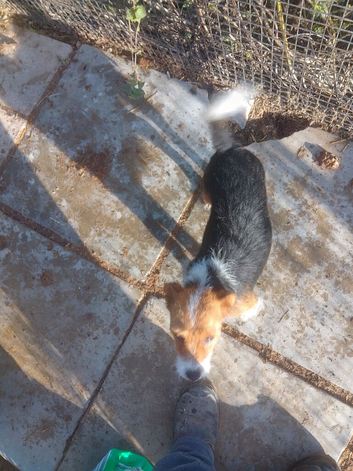 Jack russel puppys