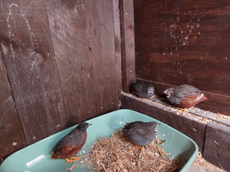 4 male Chinese Painted Quails (Button Quails)