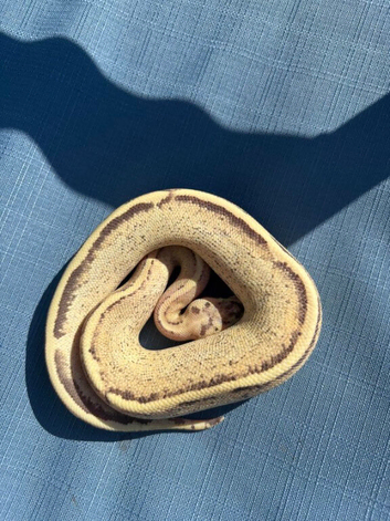 Beautiful Female pastel puma het pied for sale
