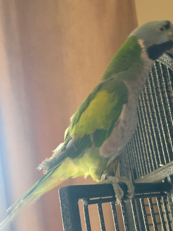 Lord Derbyan parakeet