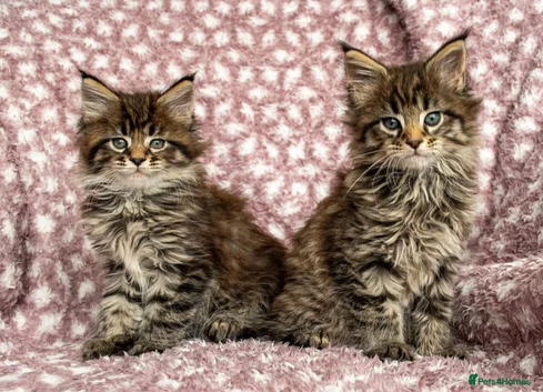 Adorable main coon Kittens