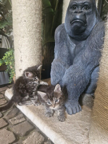 Female Maine Coon Kitten