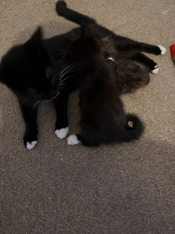 2 half Tabby half Maine Coon kittens