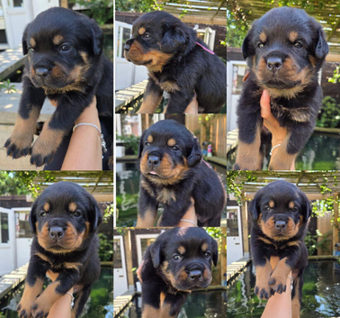 Top kc Rottweiler puppies