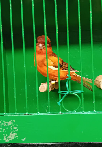 Redfactor canary cock birds