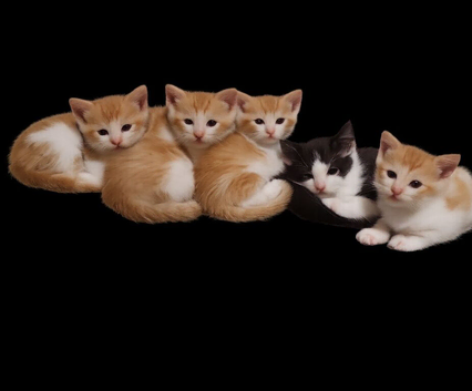 Kittens, 8 weeks old co.down northern ireland