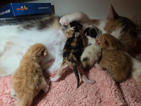 Adorable ragdoll x kittens