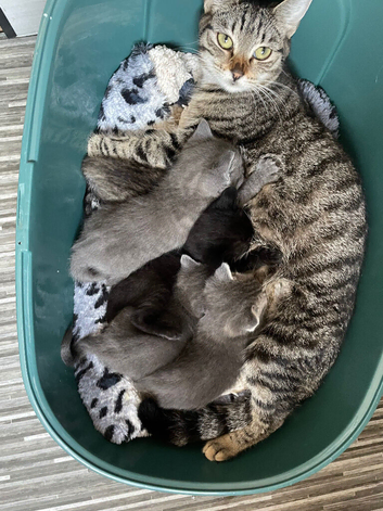 Kittens