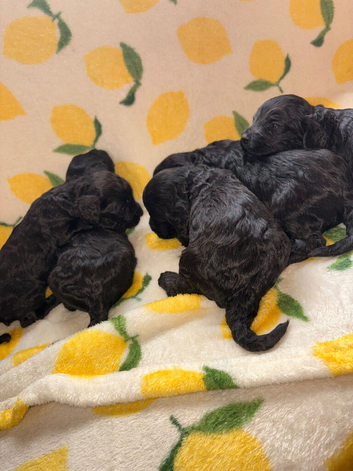 Stunning F1 Cockapoo Puppies