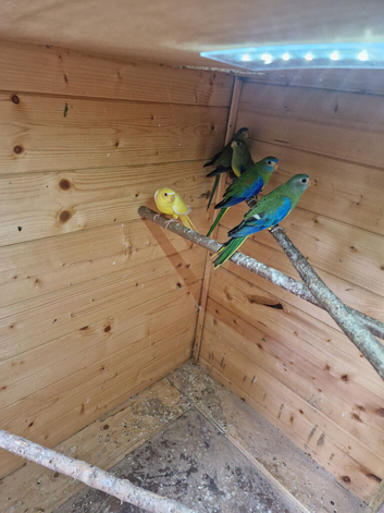 Elegant parrots