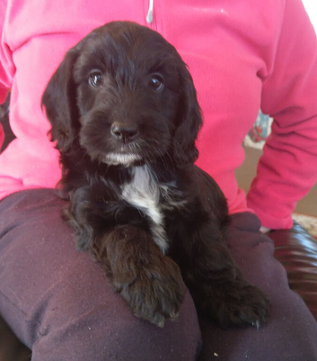 Gorgeous F1 cockapoo puppies