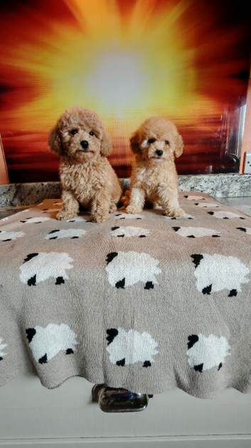 Toy poodle pups for sale