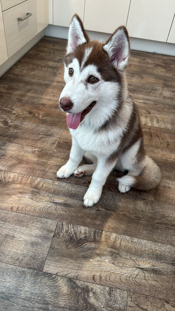 Husky