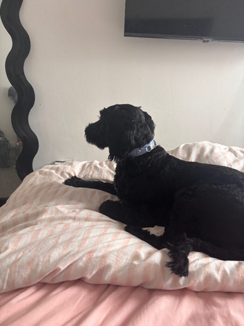 Cockapoo