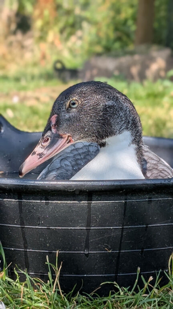 Blue Muscovy drake