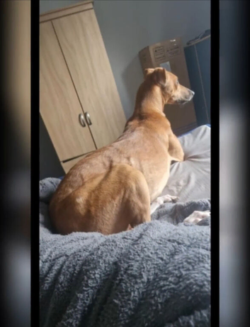 13th generation working lurcher pups
