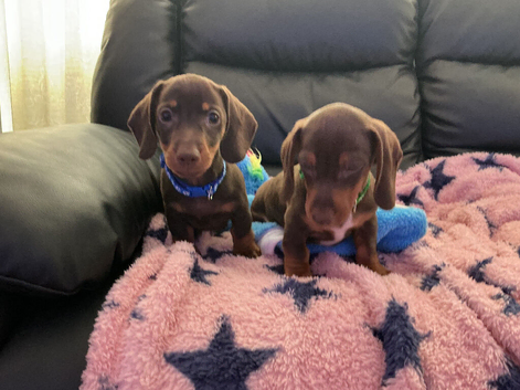 Miniature dashound. Two boys available