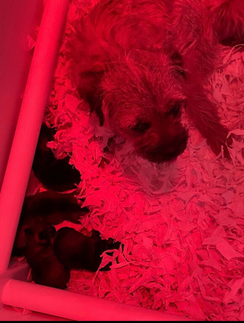 Border Terrier Puppies