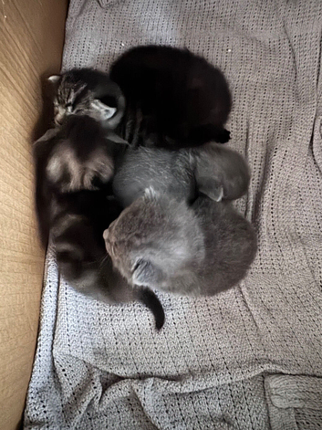 Gorgeous Kittens