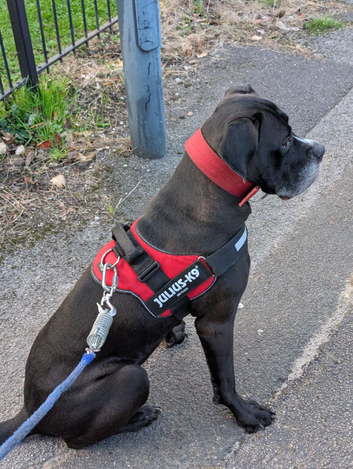 Cane Corso Female For Rehoming
