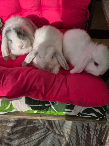 Gorgeous mini lops