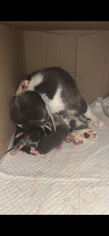 4 beautiful kittens