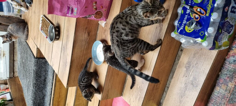 Tabby kittens