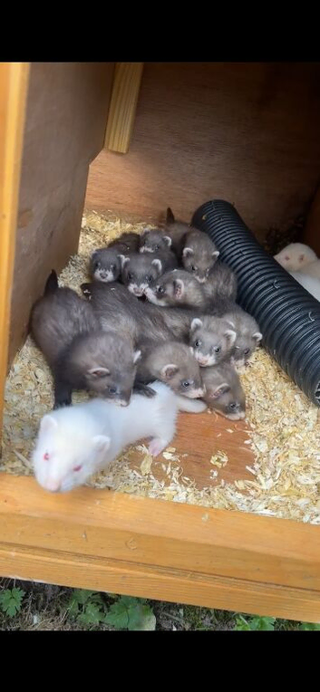 Ferret kits