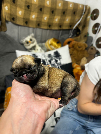 2 female pug puppies