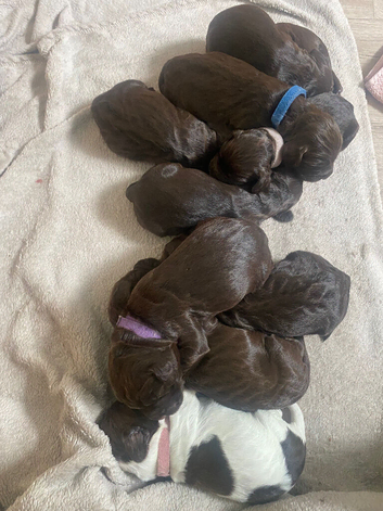 Cocker spaniel puppies