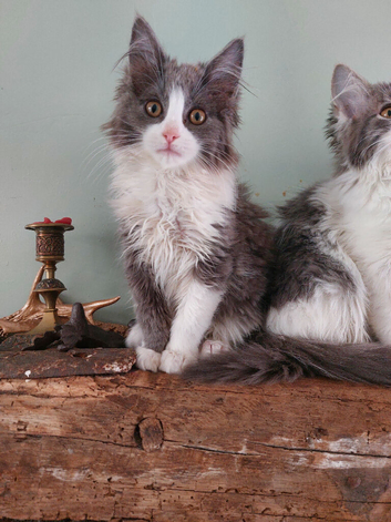 Ragcoon(Mainecoon x Ragdoll)  14 week kittens  2 female