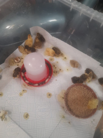 Button quail