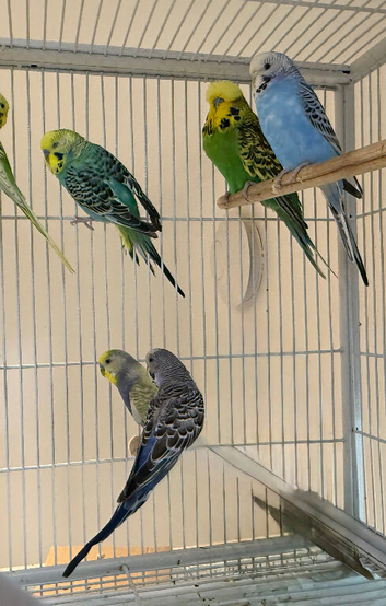 Young Indoor-Raised Budgies perfect pets Cheshire