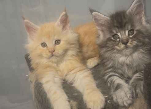 Maine coon kittens 3 left