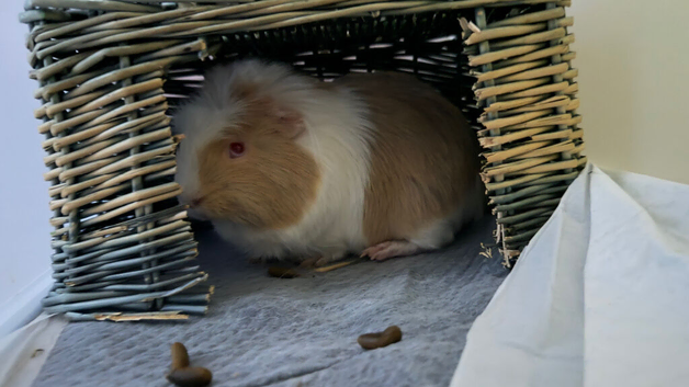 Two male guinea pigs
