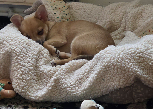 5 month old pup