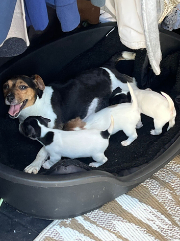 Jack Russell puppies