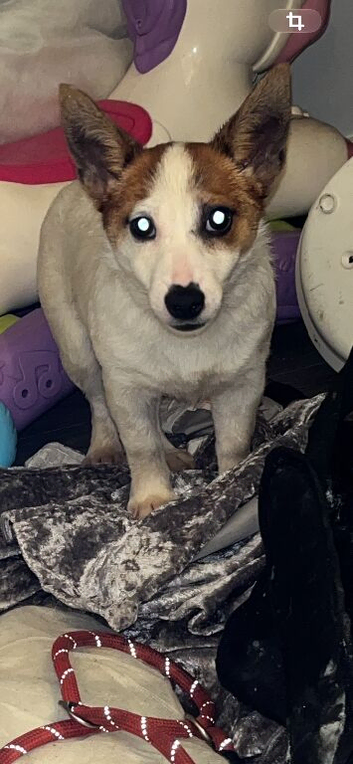 Jack Russell female puppy for sale