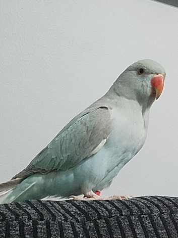 Indian Ringneck