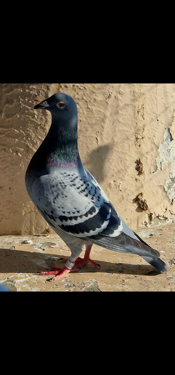 Female racing pigeon