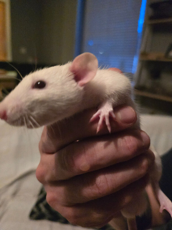 2 male rats