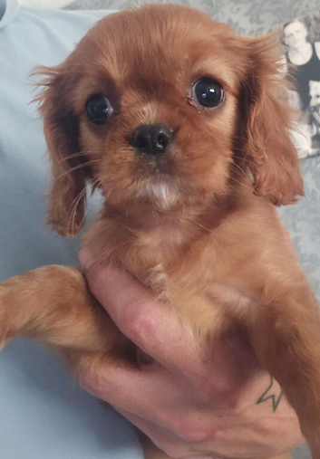 Ready now Health tested cavalier puppies