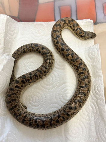 adult breeding pair of red tartar sand boas